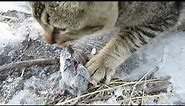 Cat Eating Mouse (Warning Crunchy)