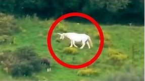 5 Unicorns Caught on Camera & Spotted In Real Life!