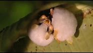 Bats that Make... Tents? | Deep into the Wild | BBC Earth