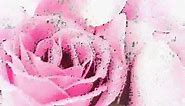 Beautiful Pink Rose - images