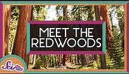 The World’s Tallest Trees! | Explore the Redwoods | SciShow Kids