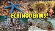 The Spiny World of Echinoderms! | JONATHAN BIRD'S BLUE WORLD