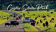 Wildlife Loop Road | Custer State Park