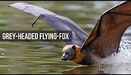 Grey Headed Flying Foxes - Slowmotion and dipping behaviour