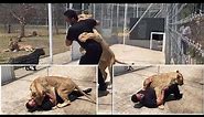 Incredible Moment A Massive Lioness Floors A Man Who Raised Her as A Cub with Giant Hug