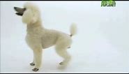 Dogs 101 - Poodle