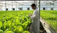 Hydroponic lettuce greenhouse factory -- Automated