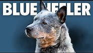 Blue Heeler Dog - Pros and Cons Of Owning An Australian Cattle Dog