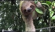 Cute Sloth Reaches out for a hug . . .