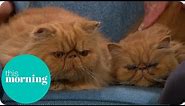 Is the Grumpy Cat Trend Harmful for the Breed? | This Morning