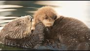 Sea Otter Orphan Gets Adopted