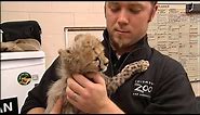 TOO-CUTE VIDEO: Baby Cheetahs