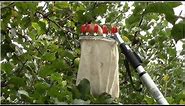 How to Pick Fruit high up on Trees
