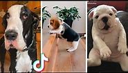 Ultimate Funny Dogs Compilation! 🐕 Most Viral DOGS on the internet! 🥰