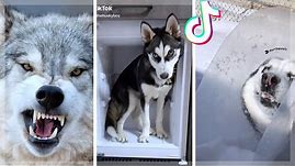 Husky Compilation ~ Cutest And Funniest Huskies of TikTok!