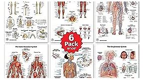 6 Anatomy Posters,Medical Posters,Skeletal System, Female and Male Muscular Systems, Respiratory System, Circulatory System, Endocrine System, Anatomical Charts, Laminated,18'x 30'