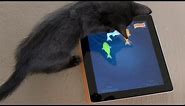 Kitten Games For Your iPad