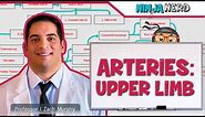 Circulatory System | Arteries of the Upper Limb | Flow Chart