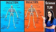 Skeleton Project | How To Make Skeleton Project | Science TLM | School Project |