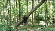 How To Safely Cut Big Tree That Is Hung Up