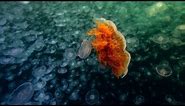 World's Largest Jellyfish | North America