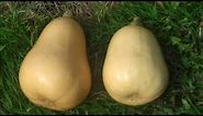 How to Grow Butternut Squash