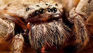 The 7 Biggest Spiders In Florida