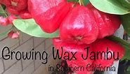 Growing Wax Jambu/ Wax Apple in Southern California (Cây Mận ở Nam California)