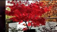 Japanese Maples - Glowing Acer Palmatum Osakazuki
