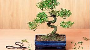 How to Grow a Bonsai Tree Indoors—and Actually Keep It Alive