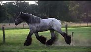 Beautifull Belgian Drafthorse - a Special one ;)