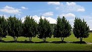 Green Buttonwood Trimmed two ways (Conocarpus erectus)