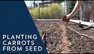 How to Plant Carrots from Seed