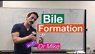 Bile Synthesis and Function