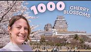 Best places in Japan to experience cherry blossoms! 1000 CHERRY BLOSSOM TREES AT HIMEJI CASTLE!!