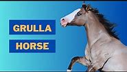 Grulla Horse: Crazy Facts about Grulla or Grullo Horse