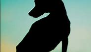 Which dog silhouette photo you like the best?