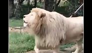 FUNNY: Singing Lion All 3 parts HD