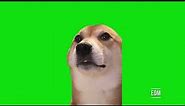 Shiba Inu Dog Dancing To Meme Songs Chroma Key Green Screen Template
