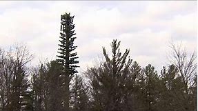 Cell towers camouflaged to blend into their environments