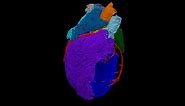 3D Model of the Heart’s ‘Brain’