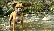 Boxer Dog Entertains Himself