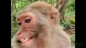 Monkey Laughing Meme