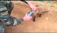 Fox cub comes to people for help