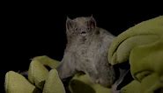 The Science of Speciation – Molecular Adaptation in Vampire Bats
