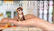 Top 7 Most Smallest Cat Breeds In The World