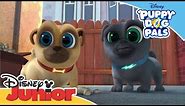 Puppy Dog Pals 🐶 | Magical Moment: Bob's Favourite Baseball | Official Disney Channel Africa