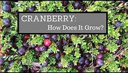 Cranberry| How Does It Grow?