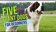 GIANT DOG BREEDS FOR BEGINNERS