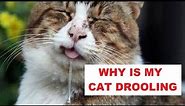 Why Is My Cat Drooling | 6 Reasons Why My Cat Might Drool